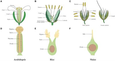 <mark class="highlighted">Molecular Control</mark> of Carpel Development in the Grass Family